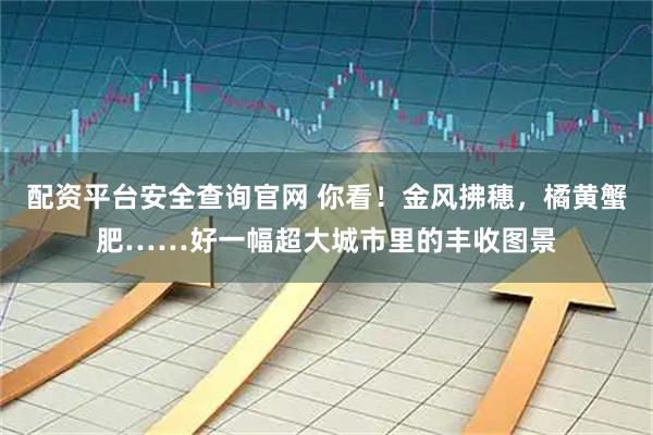 配资平台安全查询官网 你看！金风拂穗，橘黄蟹肥……好一幅超大城市里的丰收图景